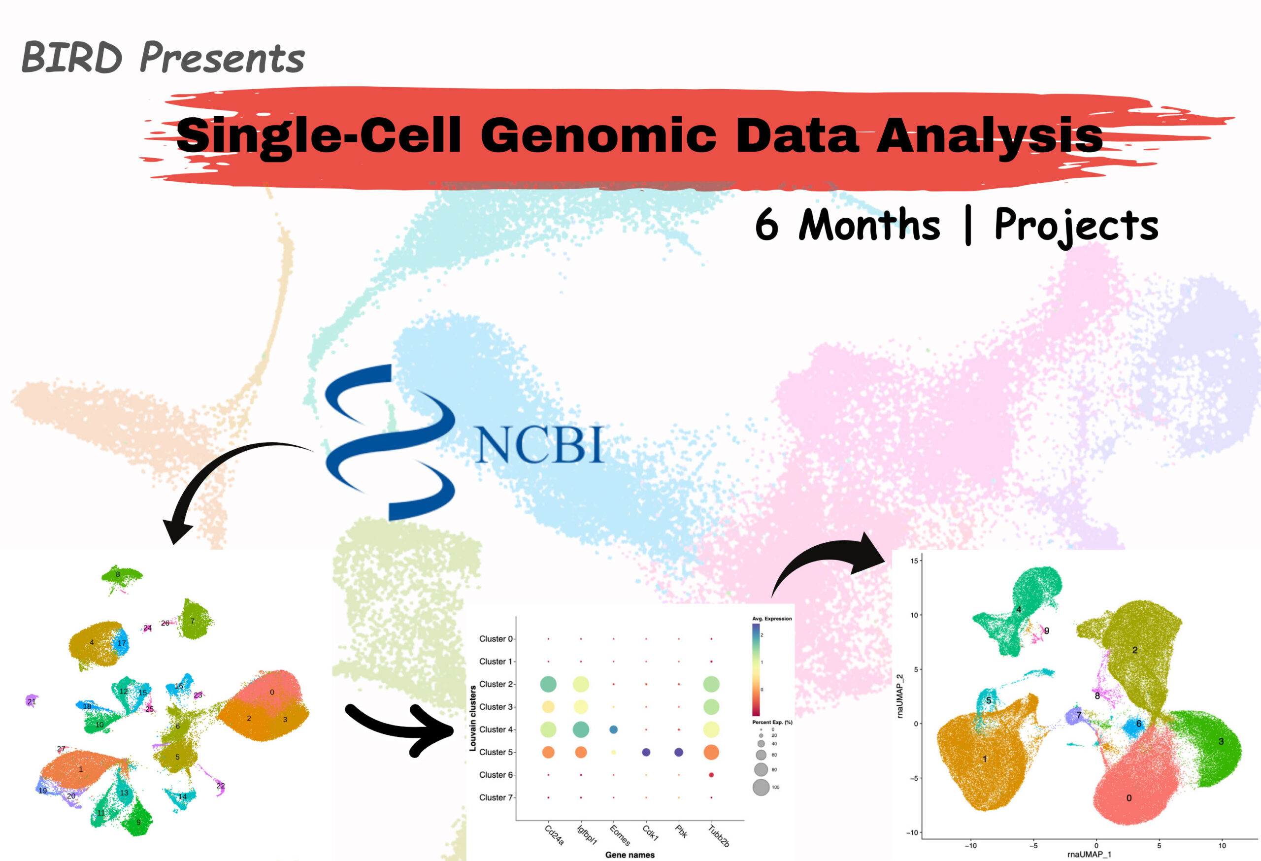 Scinter Single-Cell Genomic Data Analysis (sc-RNA seq) - Panace aresearch center